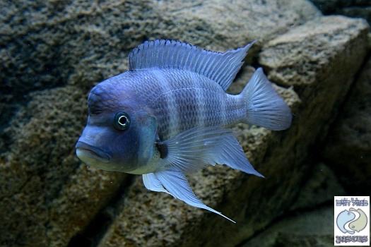 Cyphotilapia gibberosa 'Bismarck'
